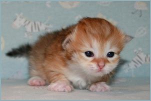 Female Siberian Kitten from Deedlebug Siberians